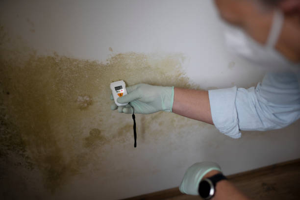 Best White Mold Remediation in Rocklin, CA