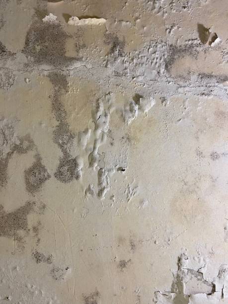 Best Emergency Mold Remediation in Rocklin, CA
