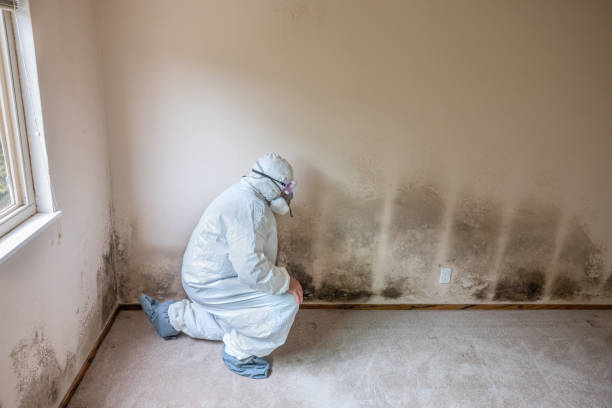 Best Health and Safety Mold Remediation in Rocklin, CA