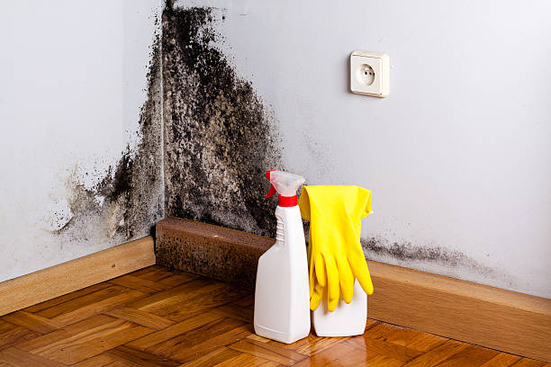 Best Residential Mold Remediation in Rocklin, CA